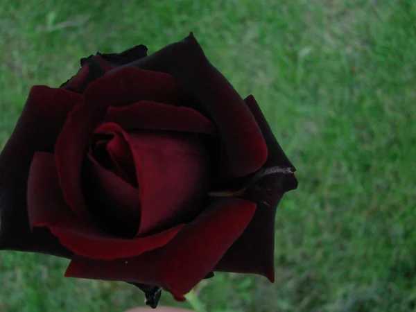 Бутон, цветок красной разноцветной розы на фоне зеленой травы в саду, весной, летом, праздником , — стоковое фото