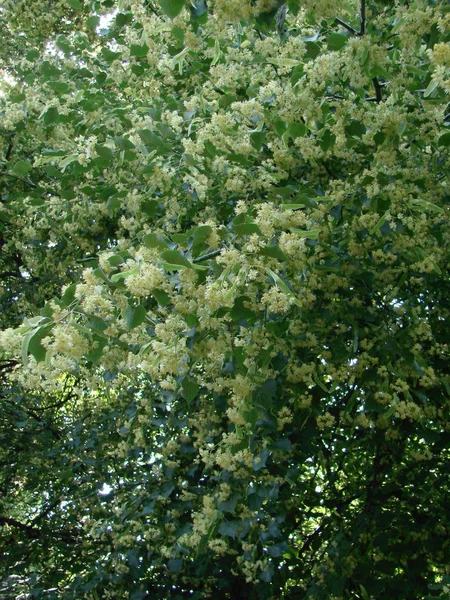 Kwiaty Kwitnących Drzew Lipy Używane Apteki Aptekarza Medycyny Naturalnej Uzdrawiającej — Zdjęcie stockowe
