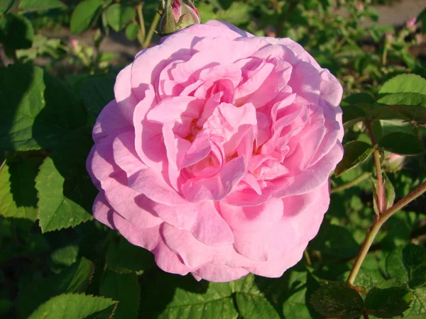 美丽的茶座玫瑰花在花园床上 — 图库照片