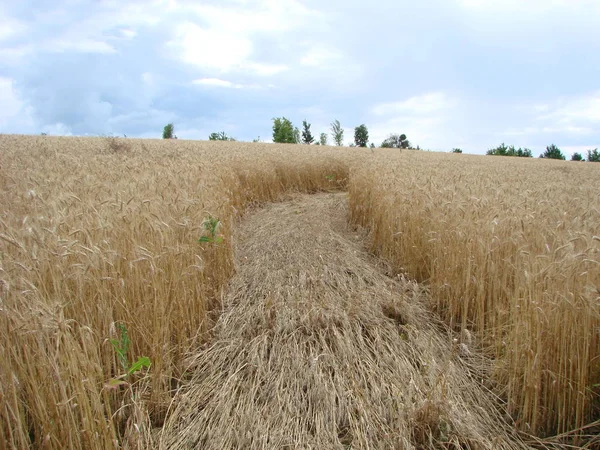 밀 밭을 통해 농촌 시골 도로. 여름에 노란색 보리 필드입니다. 농업 시즌, 수확 시간입니다. 선셋 일출의 다채로운 드라마틱한 하늘. — 스톡 사진