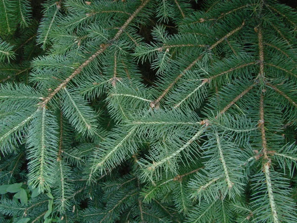 Blue spruce, green spruce, blue spruce, with scientific name Picea pungens, is a species of spruce tree. — Stock Photo, Image