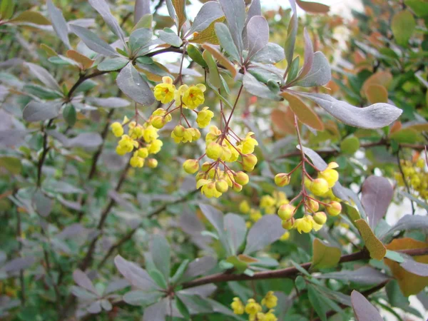Blommande buske av Holly blommor gäng små gula blommor. Vårblommande säsong. — Stockfoto