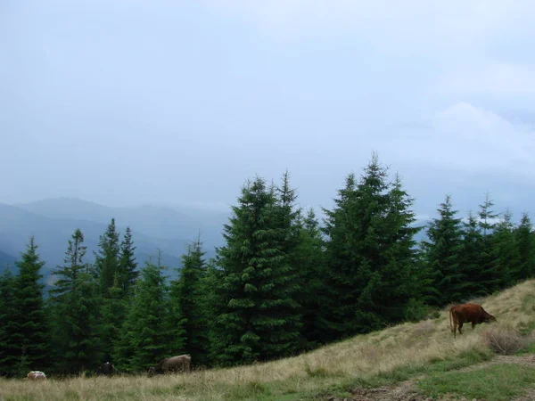 Vache brune pâturant sur un pâturage montagneux couvert d'herbe bigarrée et de fleurs sauvages de montagne, Carpates — Photo