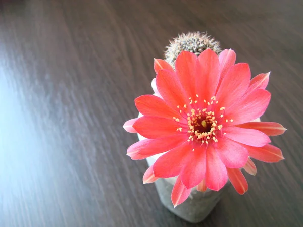 Cactus de flor roja, flor de cactus Mammillaria. flor de cactus — Foto de Stock
