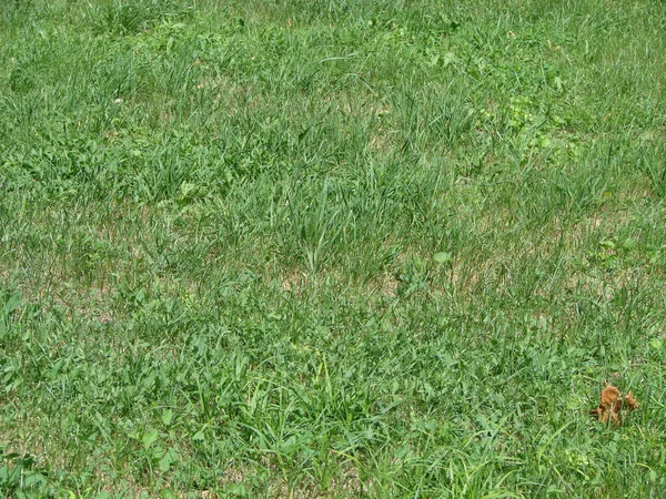 Textura de grama verde de um campo — Fotografia de Stock