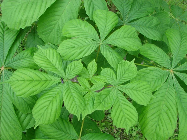 Chestnut tree leaves. chestnut horse bunches of chestnut on blue sky — Stock Photo, Image