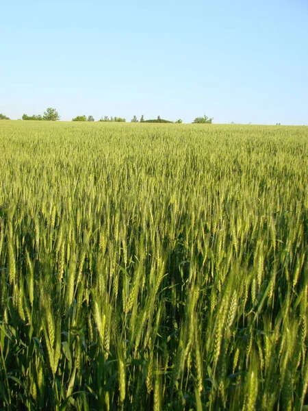 Barbe di grano Campo di grano mattina alba e sole — Foto Stock