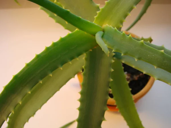 Εικονίδιο Φυτού Aloe Vera — Φωτογραφία Αρχείου