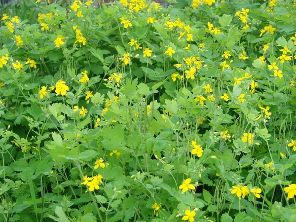 Celandine Chelidonium majus çiçekler, doğal arka plan ile yaprakları — Stok fotoğraf