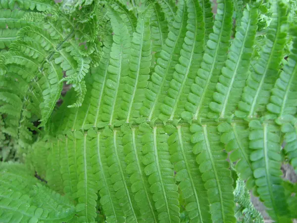 生机勃勃的蕨类叶绿叶自然植物蕨类背景 — 图库照片