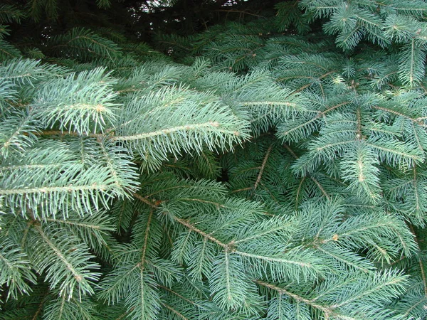 蓝色云杉 绿色云杉 蓝色云杉 科学名称Picea双根 是云杉树的一种 — 图库照片