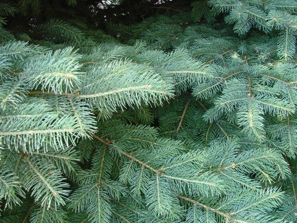 Blaufichte Grünfichte Blaufichte Mit Dem Wissenschaftlichen Namen Picea Pungens Ist — Stockfoto