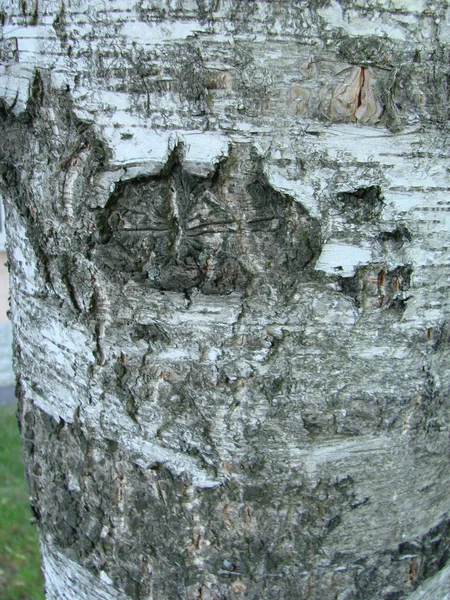 Текстура березової кори для природного сірого фону — стокове фото