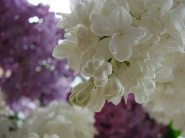 Бузковий білий. Гілка квітучого білого бузкового макросу. Весняна квітка — стокове фото