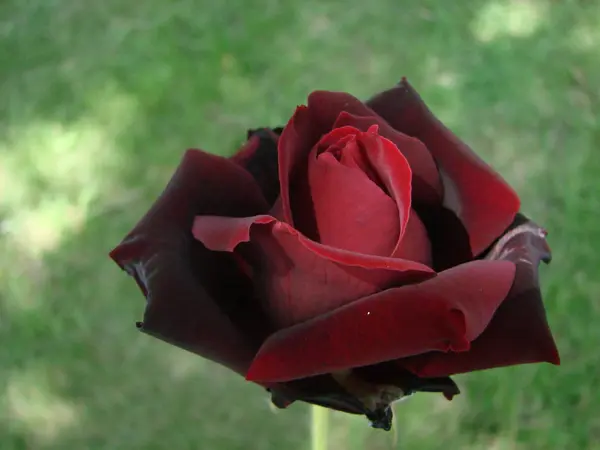 Bud, flor de uma rosa varietal vermelha no fundo da grama verde no jardim, primavera, verão, feriado , — Fotografia de Stock