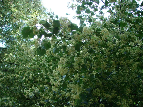 Çiçek Açan Ağaç Ihlamur Ağacı Eczane Eczacı Doğal Tıp Şifa — Stok fotoğraf