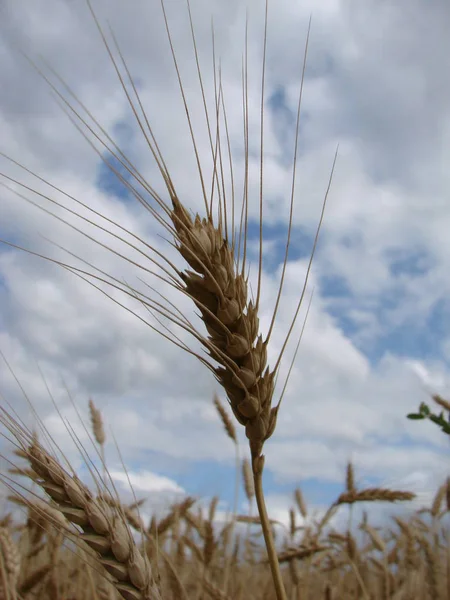 밀 밭. 황금 밀의 귀가 닫힙니다. 여름날 푸른 하늘을 배경으로 밀의 귀. — 스톡 사진