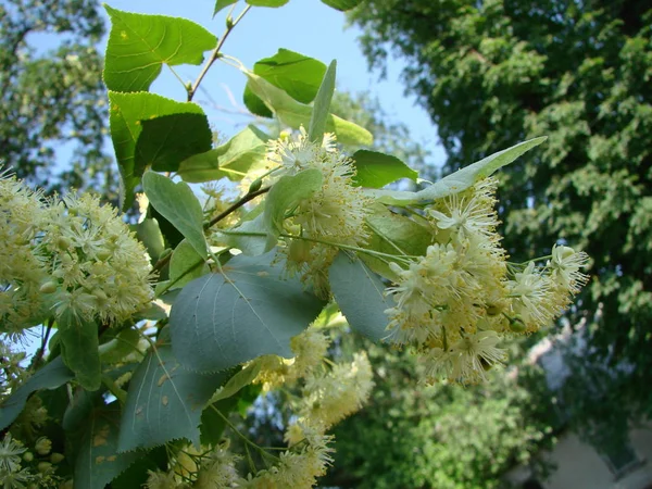 Blüten Aus Blühendem Lindenholz Die Für Apotheke Apotheke Naturheilkunde Und — Stockfoto