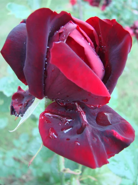 Röda rosenblad med regn droppar närbild. Röd — Stockfoto