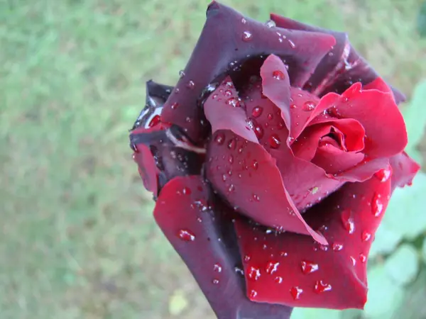 Rote Rosenblätter mit Regentropfen in Großaufnahme. rot — Stockfoto