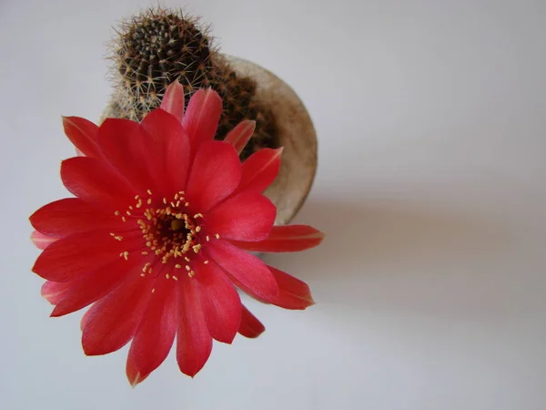 Hermosa flor de cactus del desierto salvaje — Foto de Stock