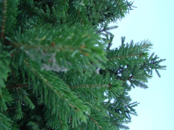 Świerk zielone gałęzie świerka z szyszki przeciwko błękitne niebo — Zdjęcie stockowe