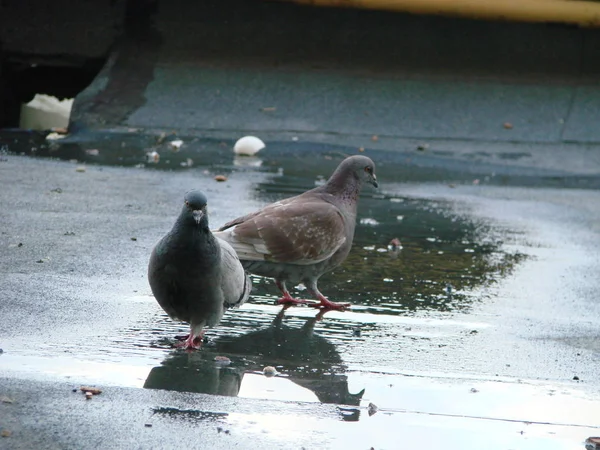 Pigeon drinking water on street , reflection — Stock Photo, Image