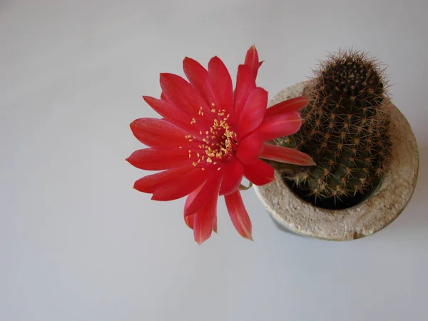 Beautiful blooming wild desert cactus flower.