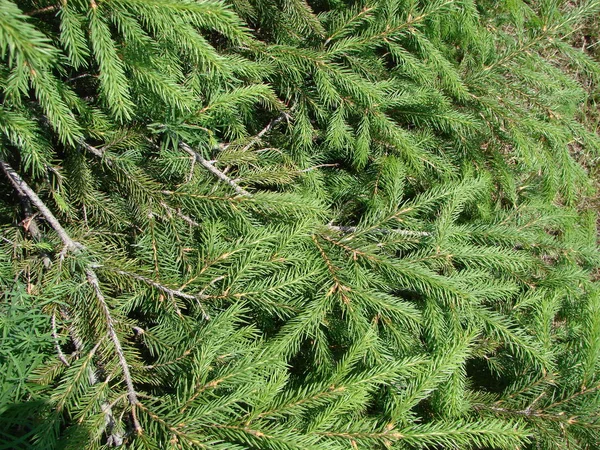 Blågran, grön Gran, blågran, med vetenskapligt namn Picea pungens, är en art av Gran träd. — Stockfoto