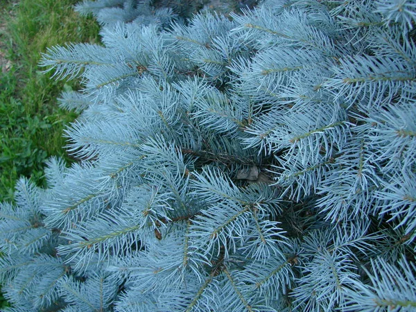 Blauwe Spar Groene Spar Blauwe Spar Met Wetenschappelijke Naam Picea — Stockfoto