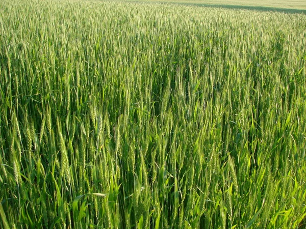 Barbas de trigo. Campo de trigo manhã nascer do sol e sol — Fotografia de Stock