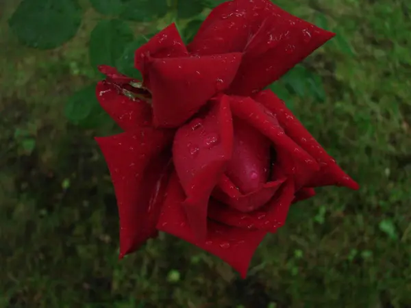 Бутон, цветок красной разноцветной розы на фоне зеленой травы в саду, весной, летом, праздником , — стоковое фото