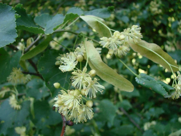 Blüten Aus Blühendem Lindenholz Die Für Apotheke Apotheke Naturheilkunde Und — Stockfoto