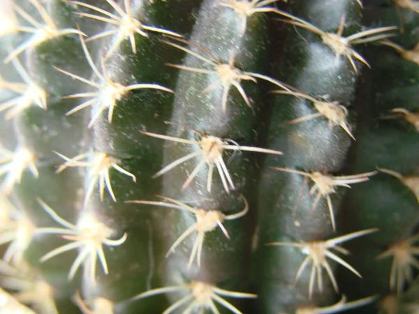 Vista de primer plano del cactus verde como fondo, textura —  Fotos de Stock