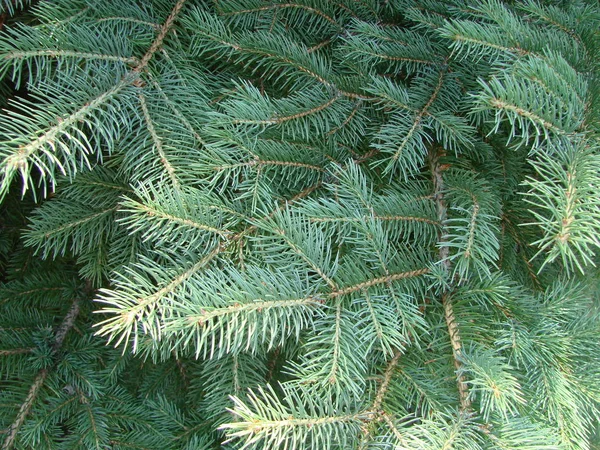 Blaufichte Grünfichte Blaufichte Mit Dem Wissenschaftlichen Namen Picea Pungens Ist — Stockfoto