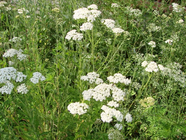 의료 허브, Achillea millefolium, 톱 풀 또는 코피 공장 — 스톡 사진