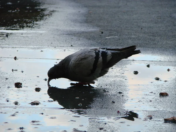 路上で水を飲む鳩、反射 — ストック写真
