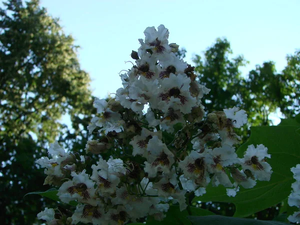 Fleurs de châtaignier blanc avec de minuscules fleurs tendres et fond de feuilles vertes . — Photo