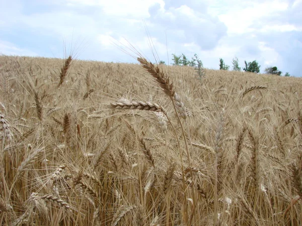 Campo di grano. Orecchie di grano dorato da vicino. Orecchie di grano su uno sfondo di cielo azzurro durante giorno estivo . — Foto Stock