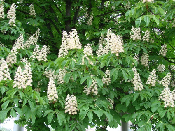 Cheval de châtaignier en fleurs. Bouquets blancs de fleurs de châtaignier sur fond bleu ciel — Photo