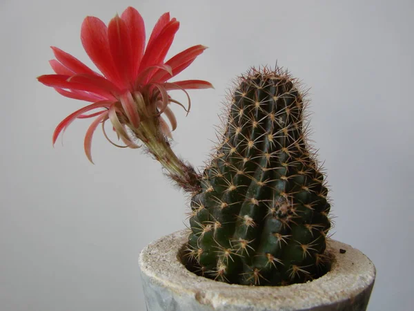 Beautiful blooming wild desert cactus flower.