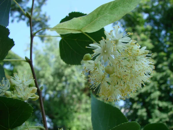 Blommor Blommande Träd Linden Trä Som Används För Apotek Apotekare — Stockfoto