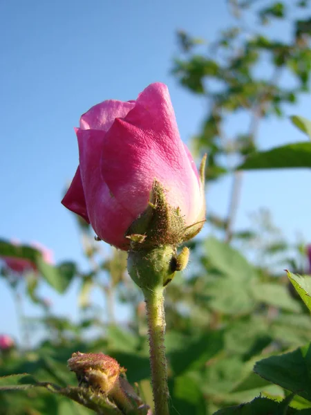 Vackra blommor av tehus rosor i trädgården sängen — Stockfoto