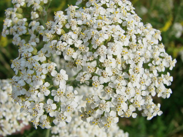 Medical herb, Achillea millefolium, yarrow or nosebleed plant