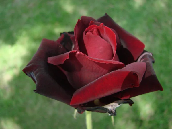 Bud, flor de uma rosa varietal vermelha no fundo da grama verde no jardim, primavera, verão, feriado , — Fotografia de Stock