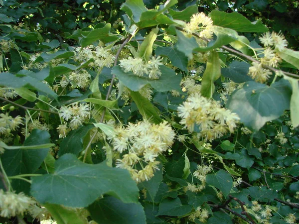 Blommor Blommande Träd Linden Trä Som Används För Apotek Apotekare — Stockfoto