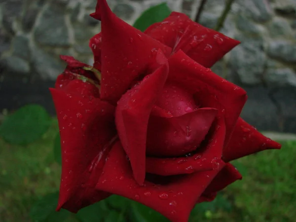 Bud, flor de una rosa varietal roja en el fondo de hierba verde en el jardín, primavera, verano, vacaciones , — Foto de Stock