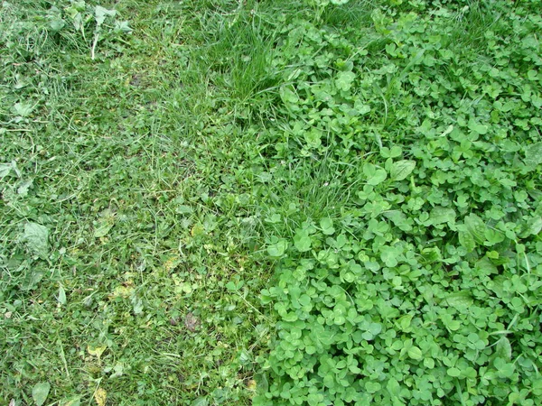 Tagliare striscia di erba verde. Falciare il prato . — Foto Stock