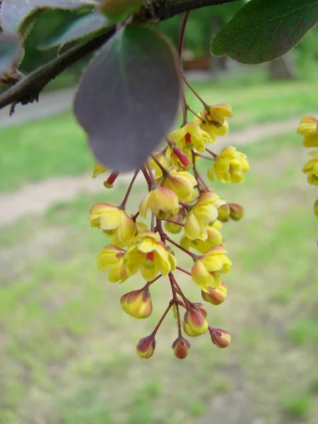 Blooming bush of Holly flowers Bunch of small yellow flowers. Spring blooming season. — Stock Photo, Image