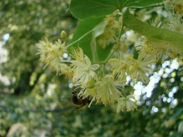 Blüten Aus Blühendem Lindenholz Die Für Apotheke Apotheke Naturheilkunde Und — Stockfoto